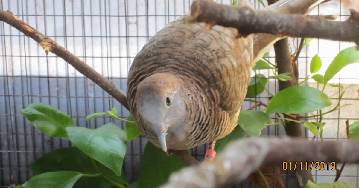 Budidaya Burung  PERKUTUT BANGKOK SEPASANG HASIL PENANGKARAN