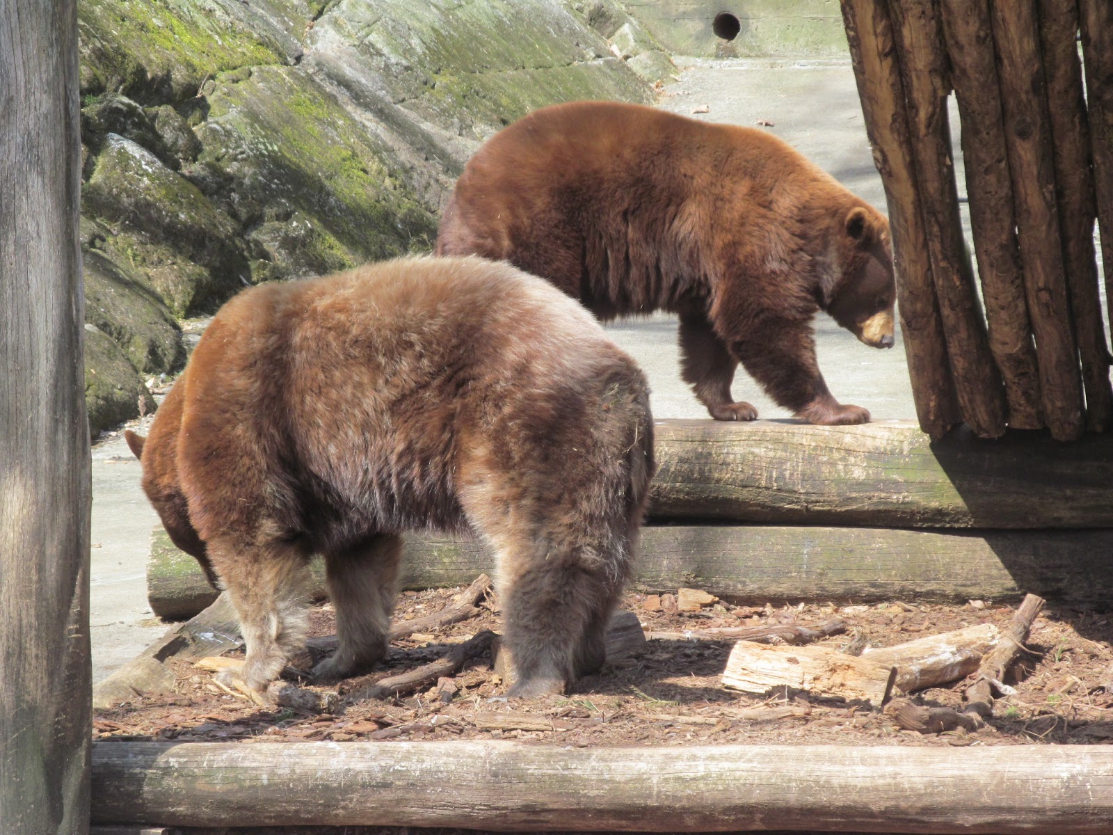 Hudson Valley Free and Fun Bear Mountain Trailside Museums and Zoo
