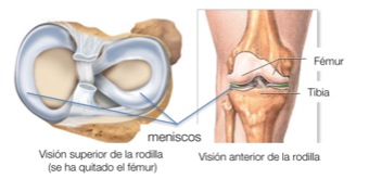 que es un menisco de la rodilla que es un menisco de la rodilla