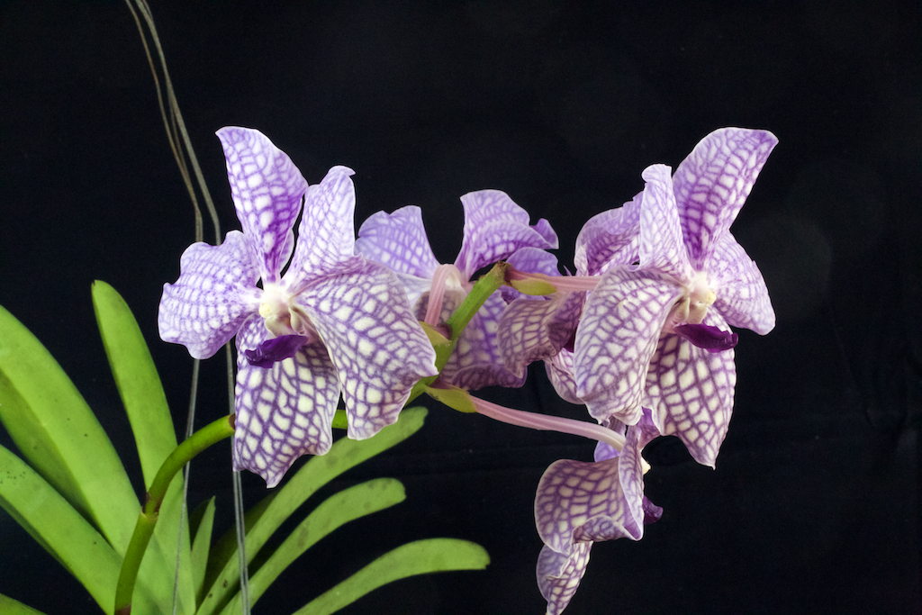 Les Orchidées de Fred en photos Vanda rothchildiana