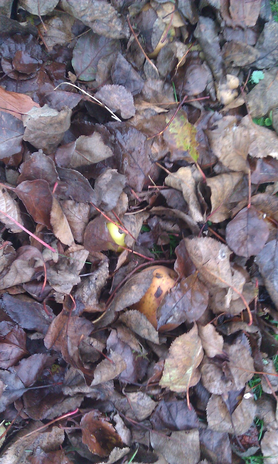 Bella-Lina\u0026#39;s Tr\u00fcffelsuche: November 2011