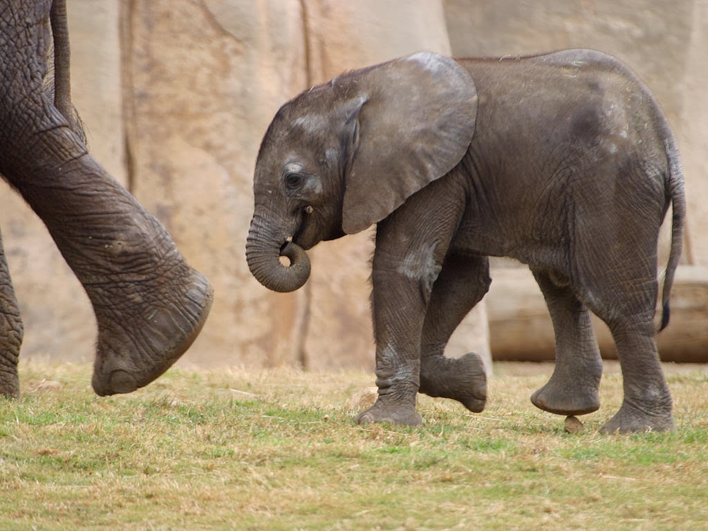 Слоновый год. Baby Elephant. Small Elephant. Fil. Слониха читает картинки.