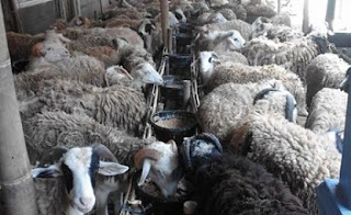 Harga Kambing Qurban 2018 sebagai Acuan Harga Beli Harga Kambing Qurban 2018 sebagai Acuan Harga Beli