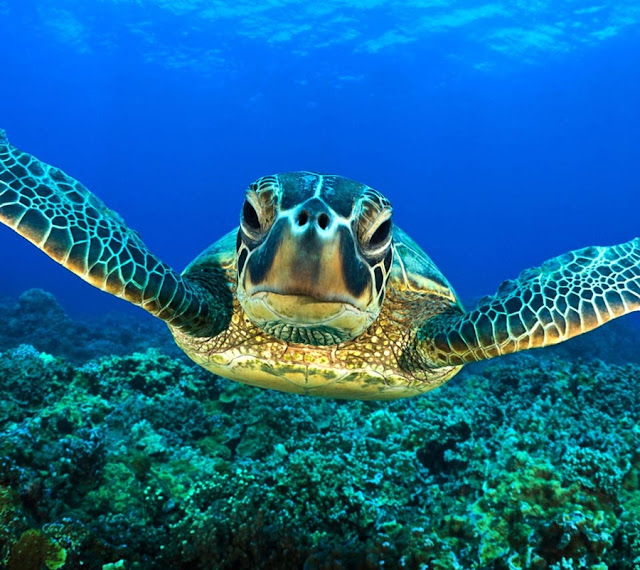 Top 27 Sea Animals Wallpapers In Hd-1532