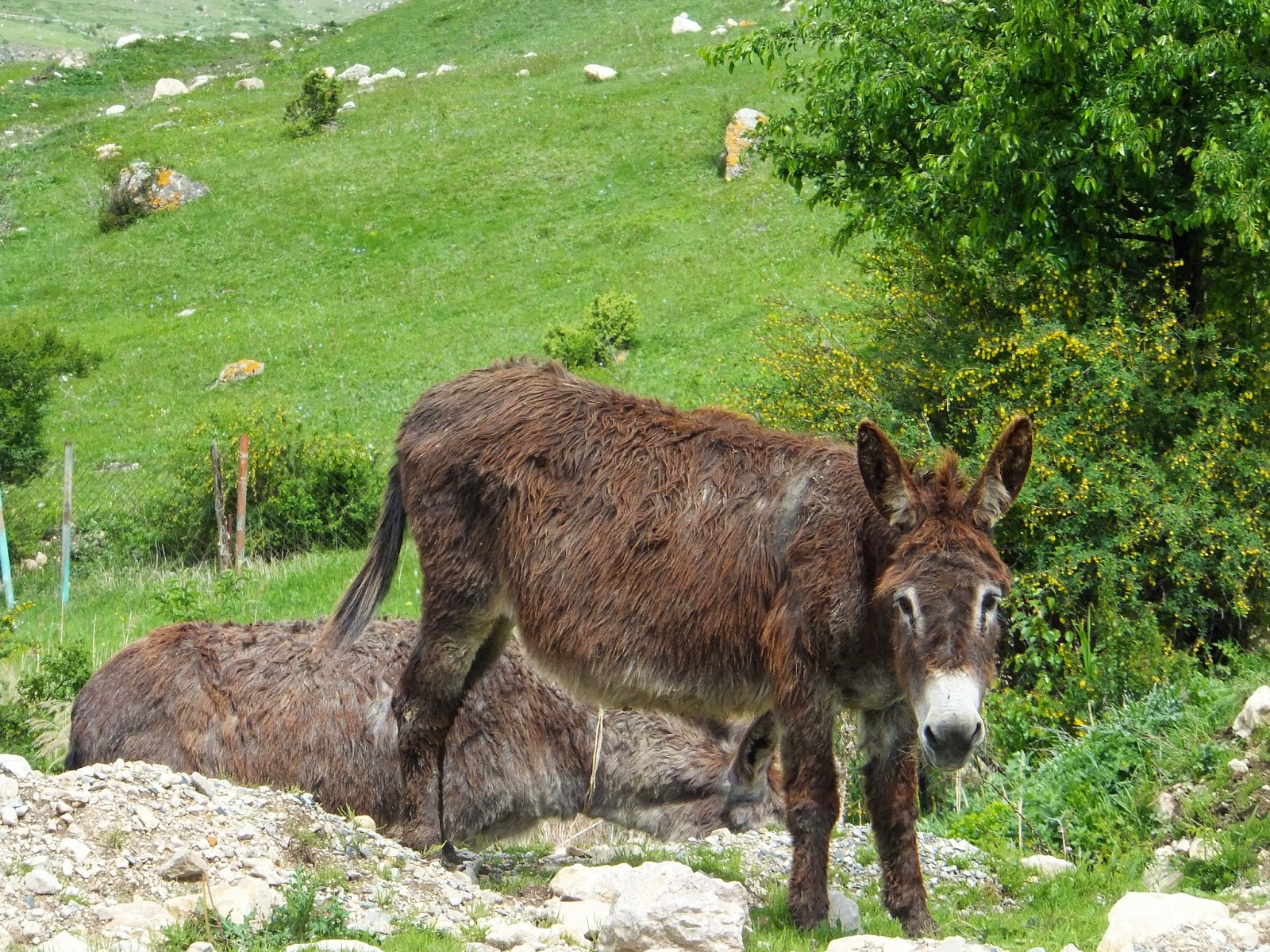 бродячий ослик в горах Северной Осетии