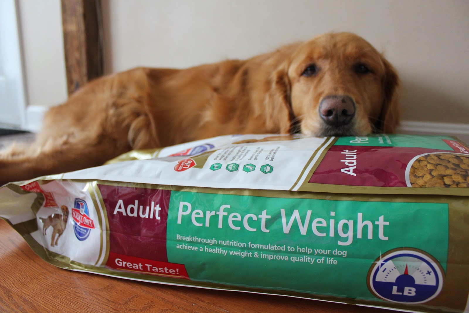 dog transition to Science Diet dog food for weight loss