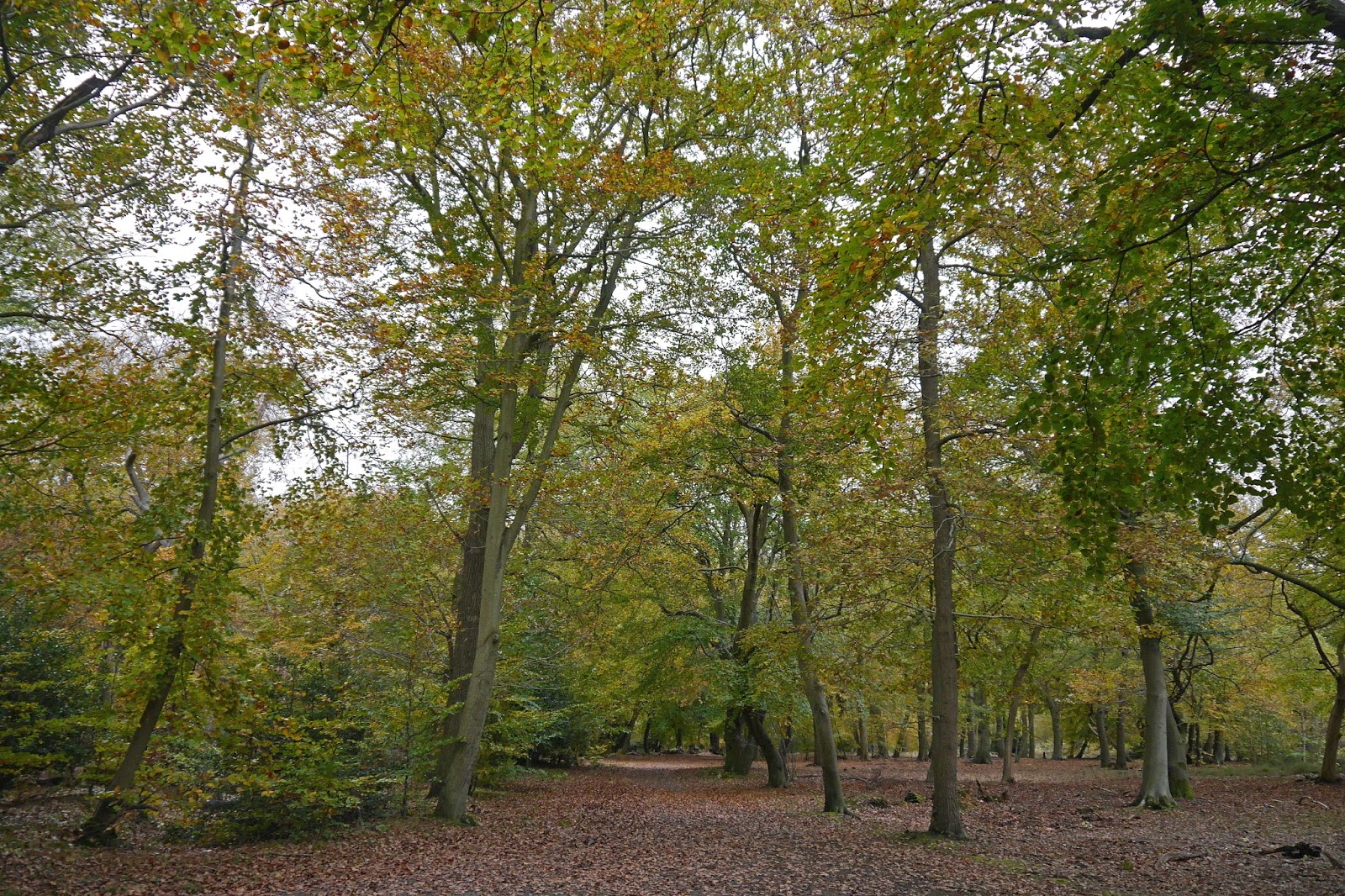 Walking in the country Burnham Beeches and Littleworth Common