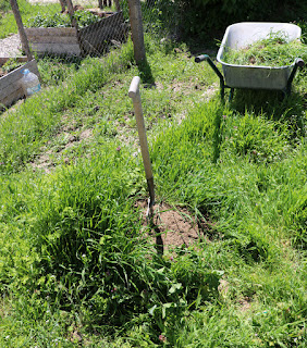 The front bed, before I dug The front bed, before I dug