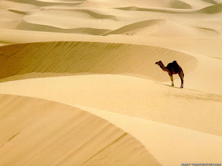 Desert the animal image