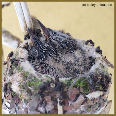 baby hummingbirds | via baileyunleashed.com