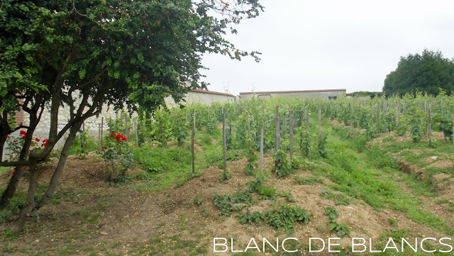 Bollinger Vieilles Vignes Françaises - www.blancdeblancs.fi
