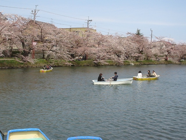 弘前公園西濠の桜とボート