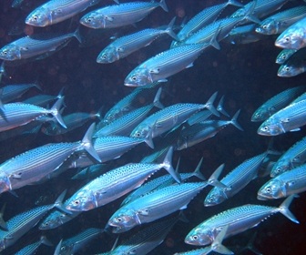 Ikan Yang Paling Banyak Dimakan di Dunia - Paling Ngetop