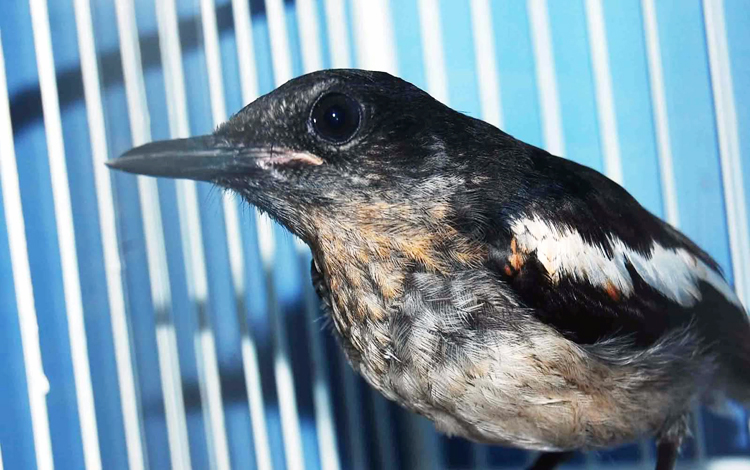 Burung Kacer Cara Dan Ciri Ciri Memilih Burung Kacer Bakalan