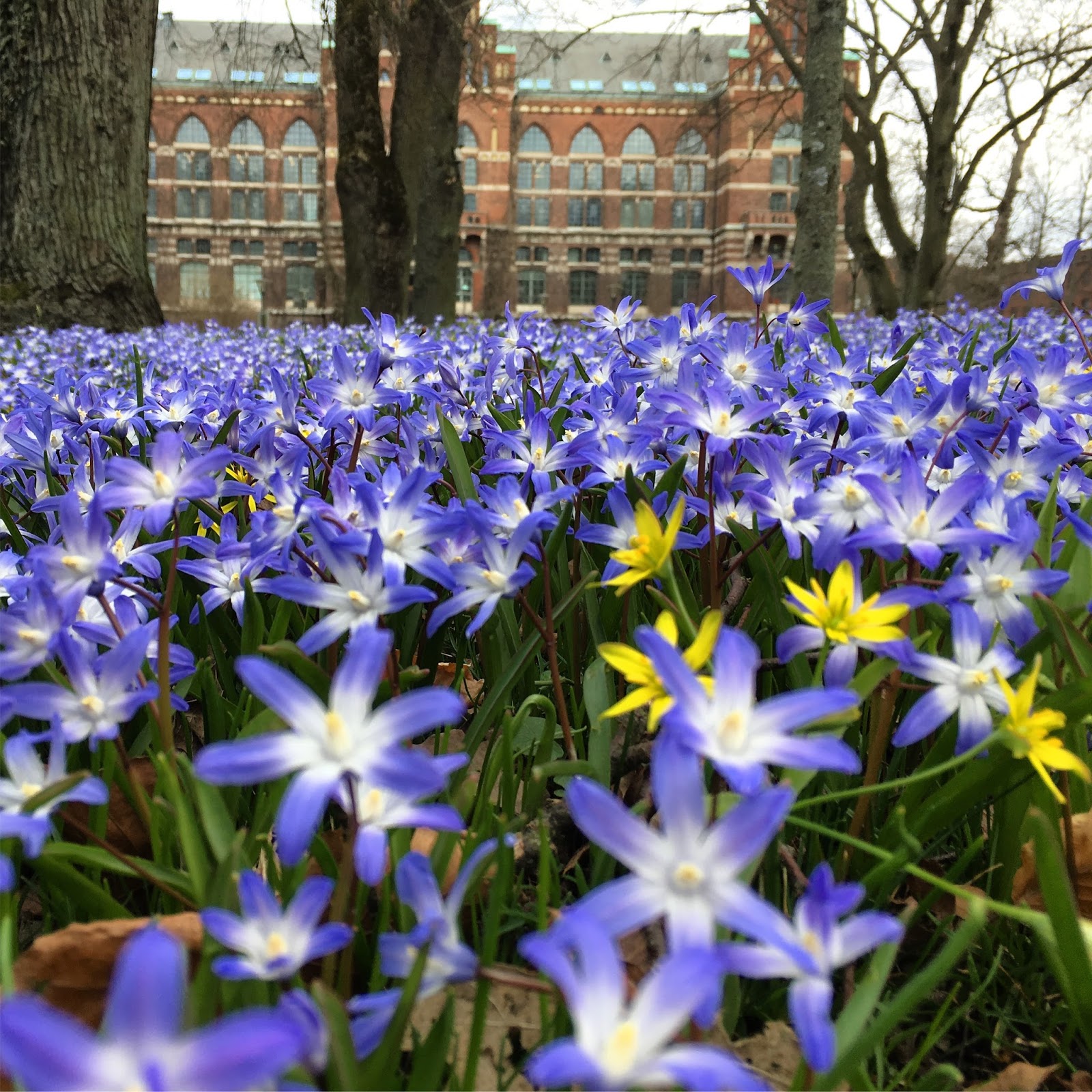горчица цветок. цветы швеции. шведские растения. растительный мир швеции. цветок швеции.