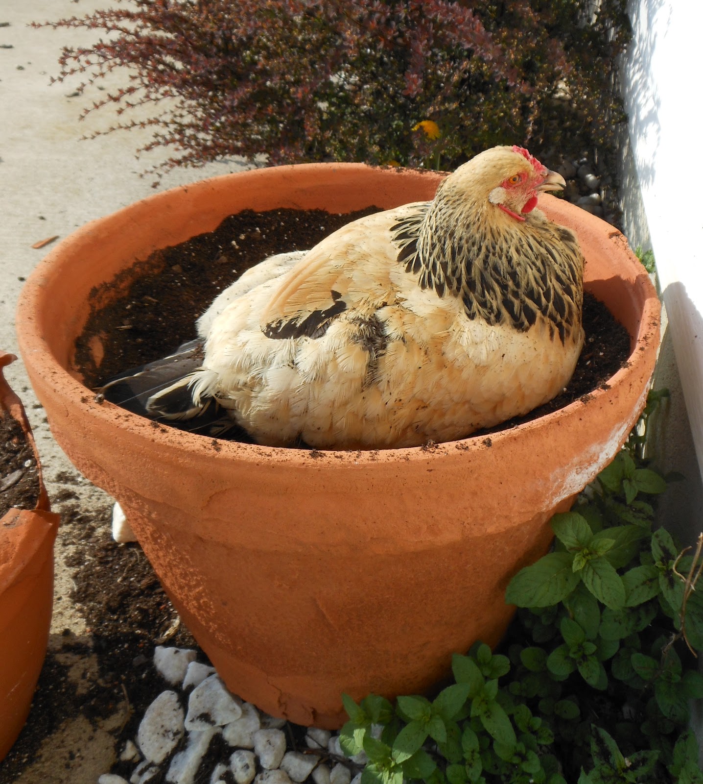 The Darby Creek Diaries 'N Crafts A Chicken In Every Pot...and some
