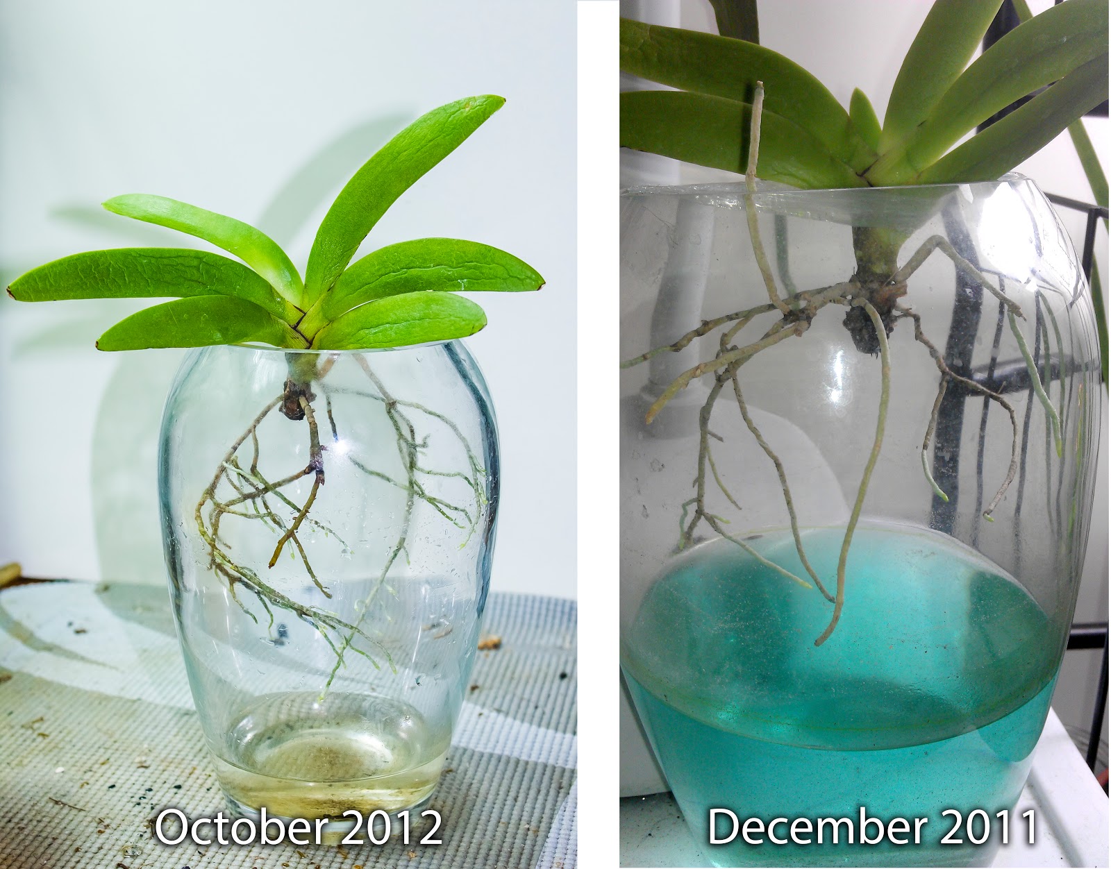 Орхидея в домашних условиях в воде. Орхидея фаленопсис размножение. Размножение орхидей. Черенкование орхидей. Транспирация фаленопсис.