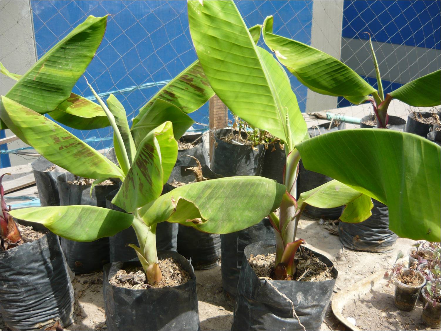 ALTERNATIVA ECOLÓGICA COMO OBTENER PLANTAS DE PLÁTANO