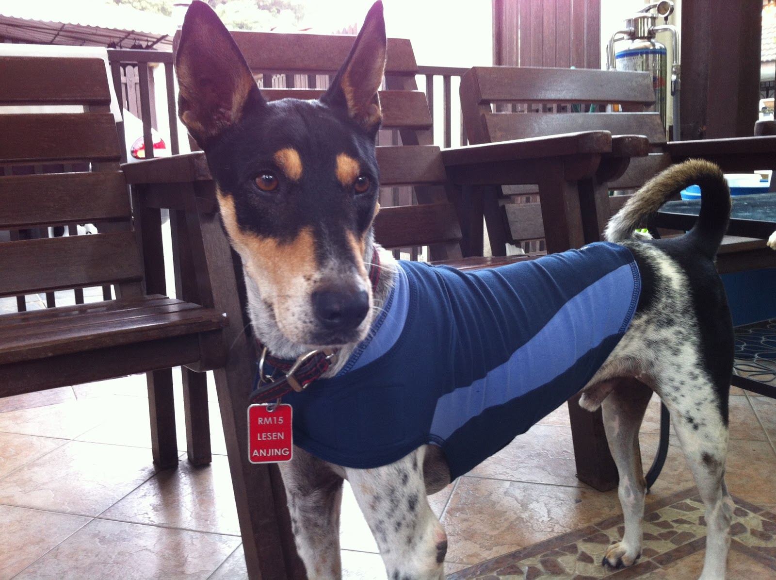 Thunderdogs Malaysia HOW DOES THE THUNDERSHIRT WORK?
