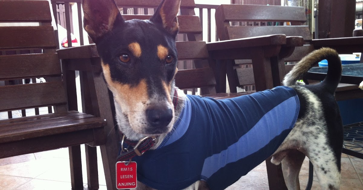 why do thundershirts work