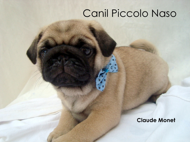 Canil Piccolo Naso