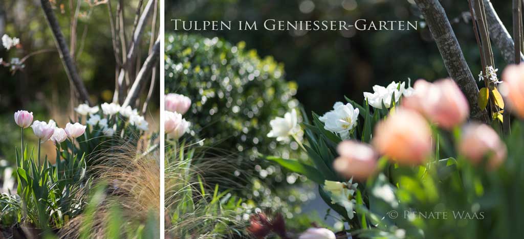 Genusskochen Food Und Lifestyle Blog