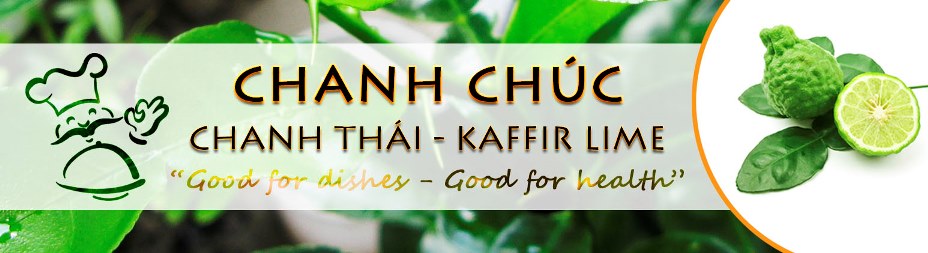 Cây Chúc - Chanh Thái - Kaffir Lime