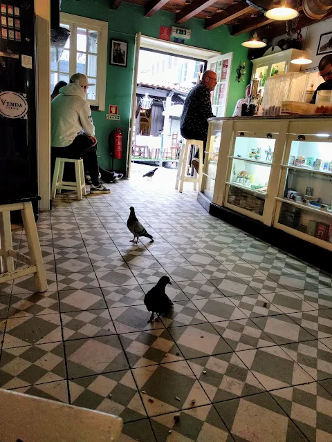 2 pigeons walk into a bar in Funchal, Madeira