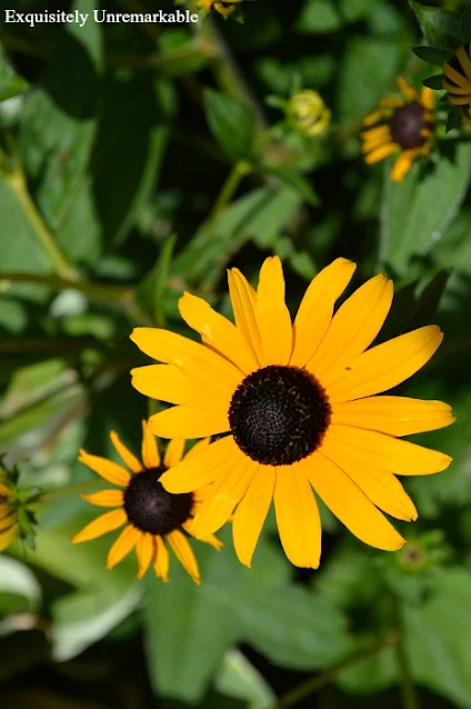 Black Eyed Susans