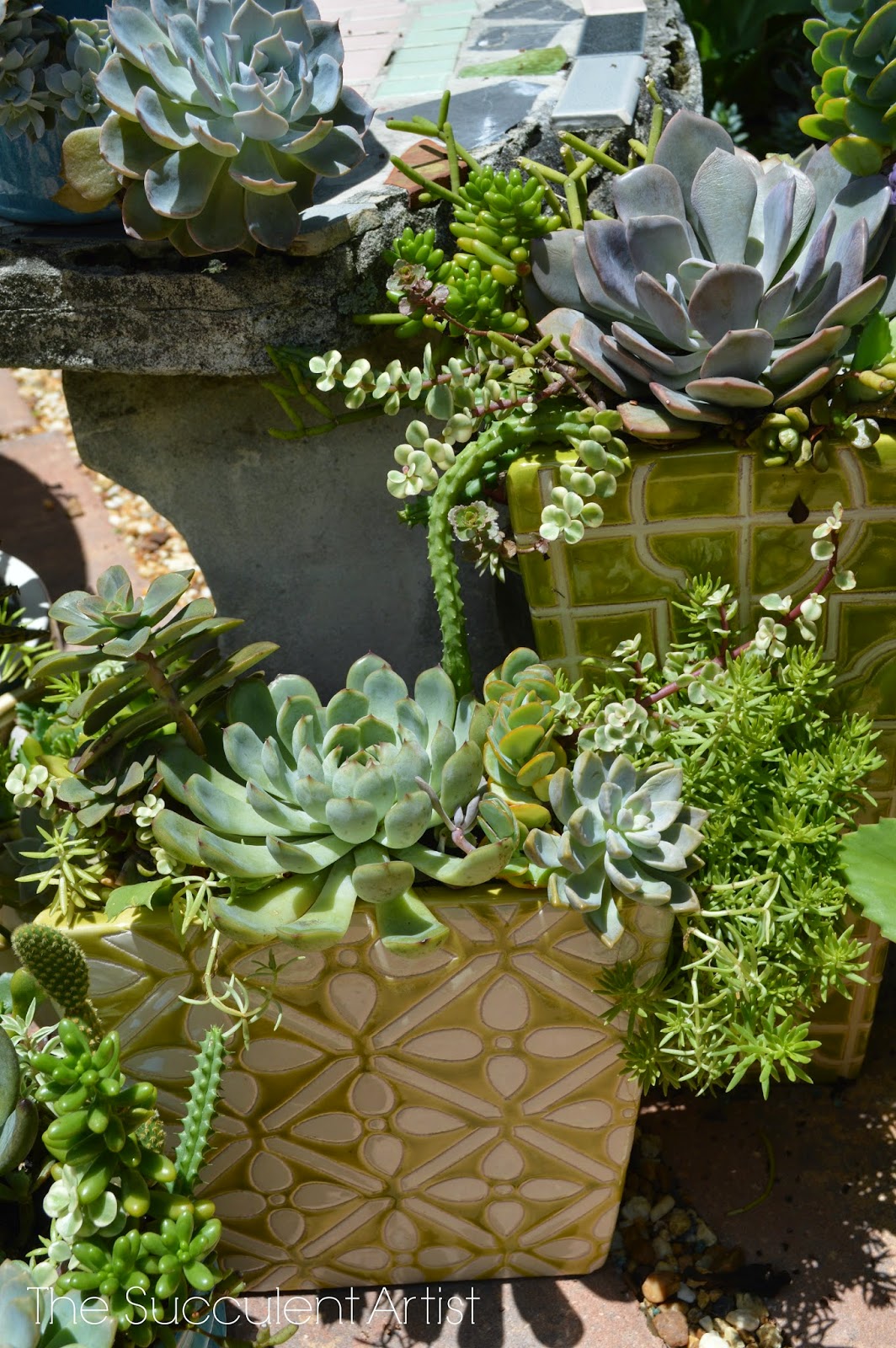 unique cactus planters