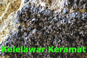 Kelelawar Keramat