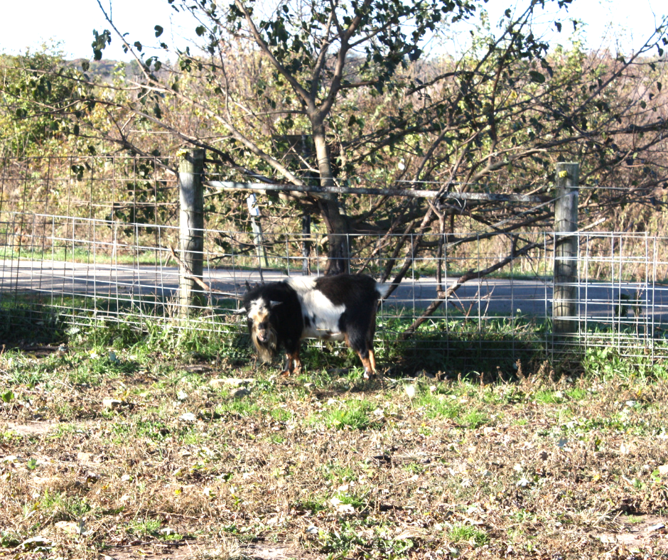 A Little Time and a Keyboard Double B Farm Country Store & Cafe in