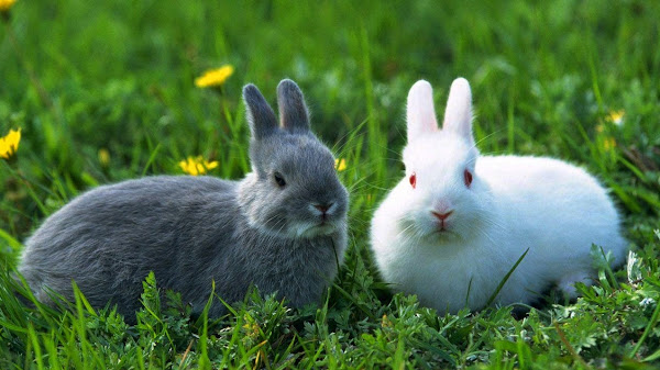 Hewan yang Dimulai dari Huruf H Ini Bisa Jadi Teman Peliharaan yang Menarik