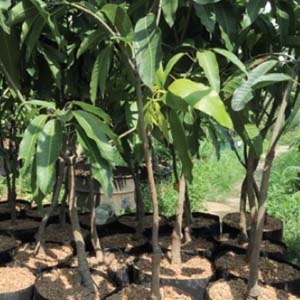 Bisnis Pembibitan Mangga Sistem Okulasi Panduan Cara Bertanam