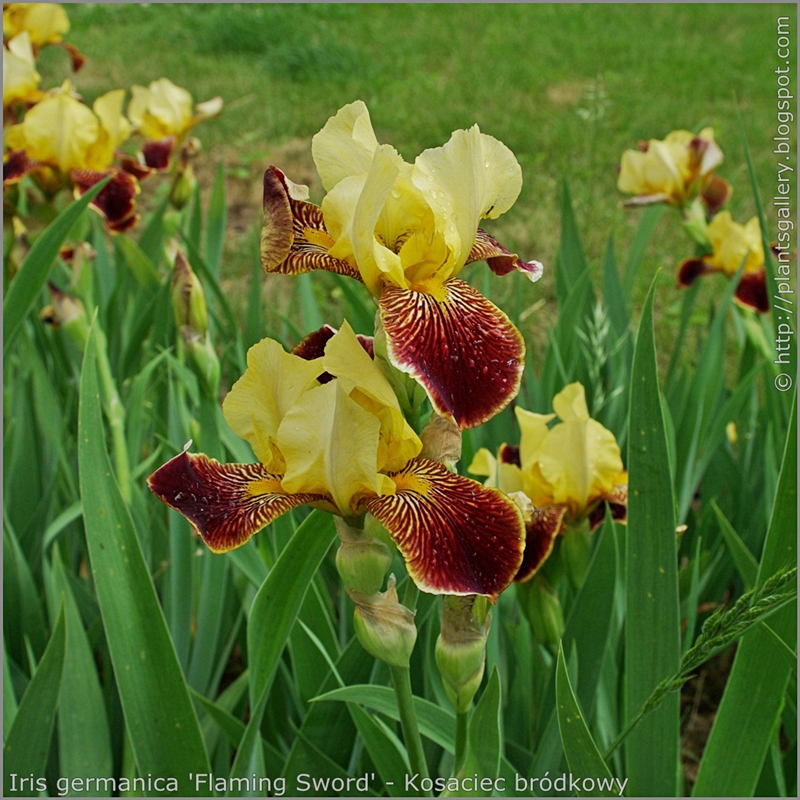 Iris germanica 'Flaming Sword' - Kosaciec bródkowy 'Flaming Sword' 