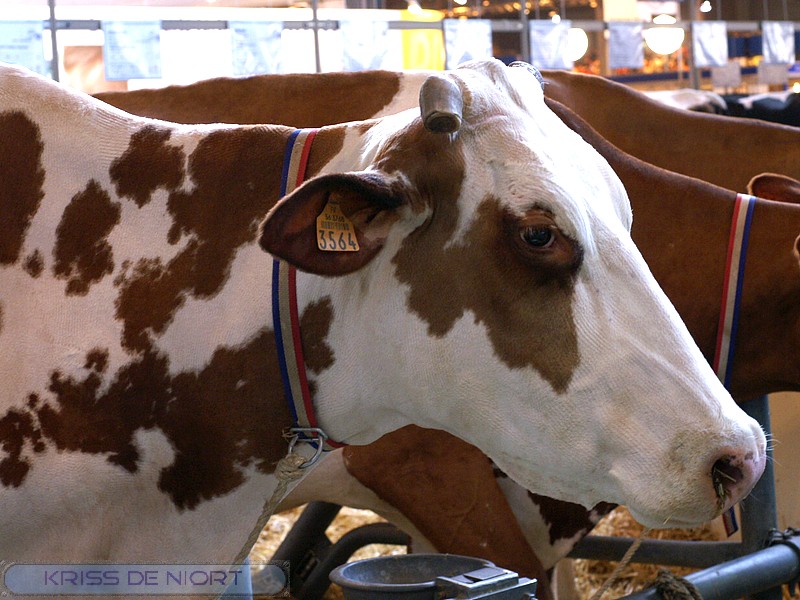 Faaxaal Photos nature gratuites et libres de droits Race Pie rouge