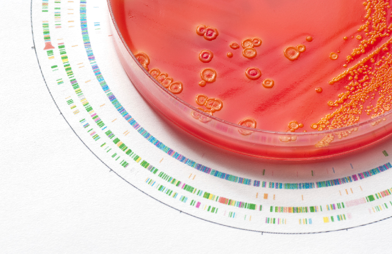 spore forming probiotics spore forming probiotics