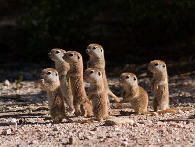 baby animals, cute animals, baby meerkat