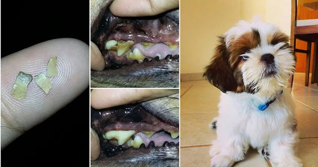 3 motivos para você se preocupar com os Dentes do seu SHIH TZU