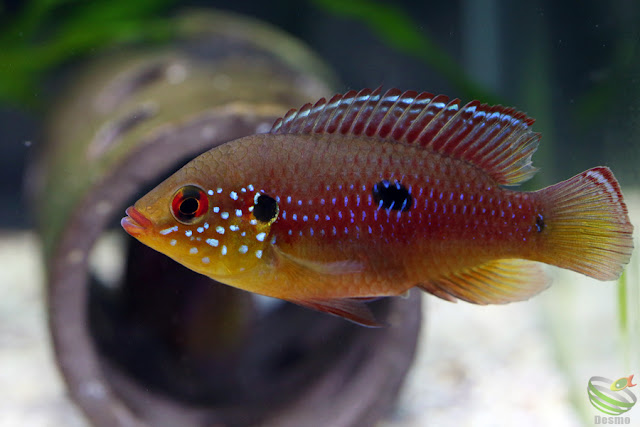 Hemichromis lifalili (sp.moanda)