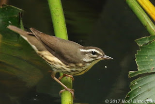Louisiana Waterthrush