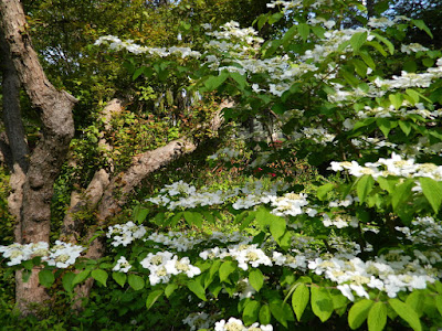 Viburnum plicatum f. tomentosum 'Mariesii' doublefile viburnum by garden muses-not another Toronto gardening blog