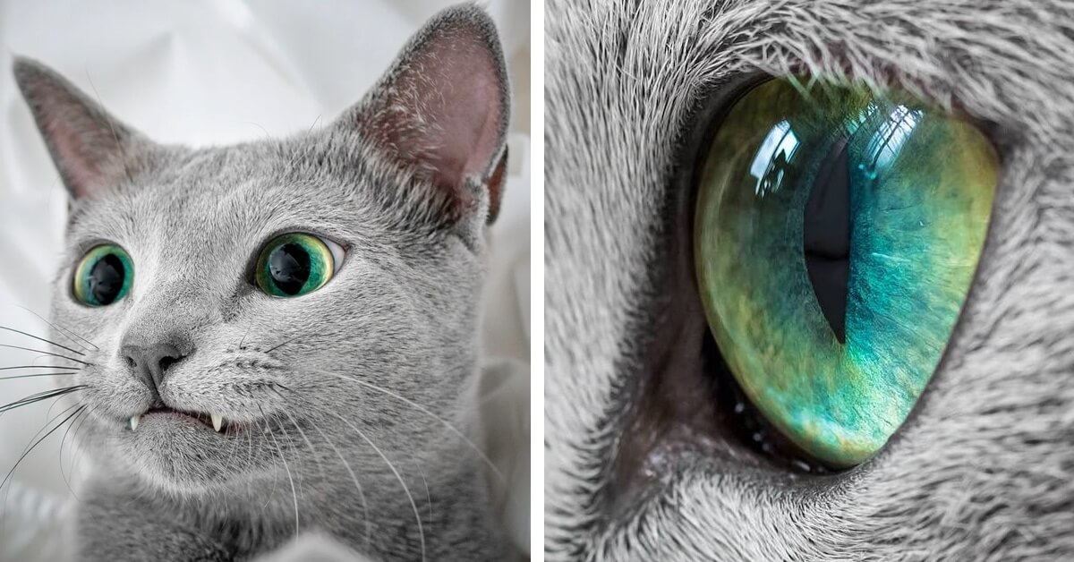 Stunning Pictures Of Silver Cat Sisters With Gorgeous Green Eyes Stunning Pictures Of Silver Cat Sisters With Gorgeous Green Eyes