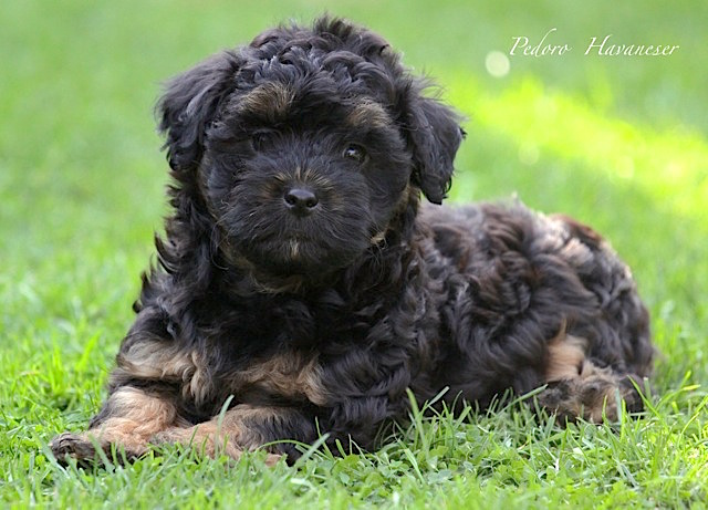 Havaneser Zuchter Havaneser Welpen Vdh Havaneser Zucht