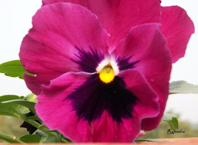 Pansy
