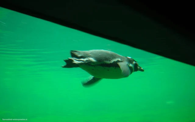 Pinguïn onderwater zwemmend in het aquarium in dierentuin Emmen