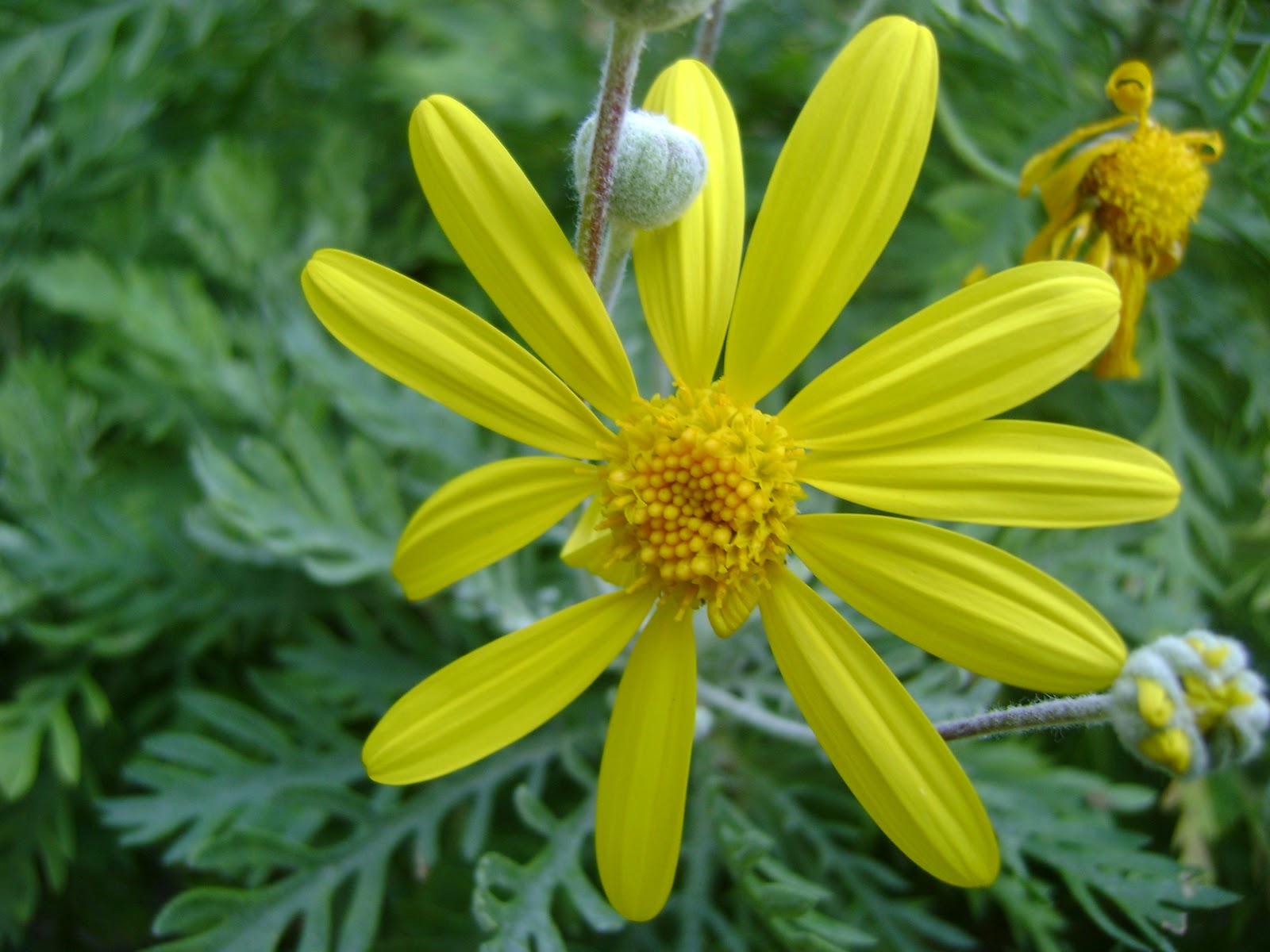 Arsiv Blog: BİTKİLERİN DUYGULARI VAR MIDIR?