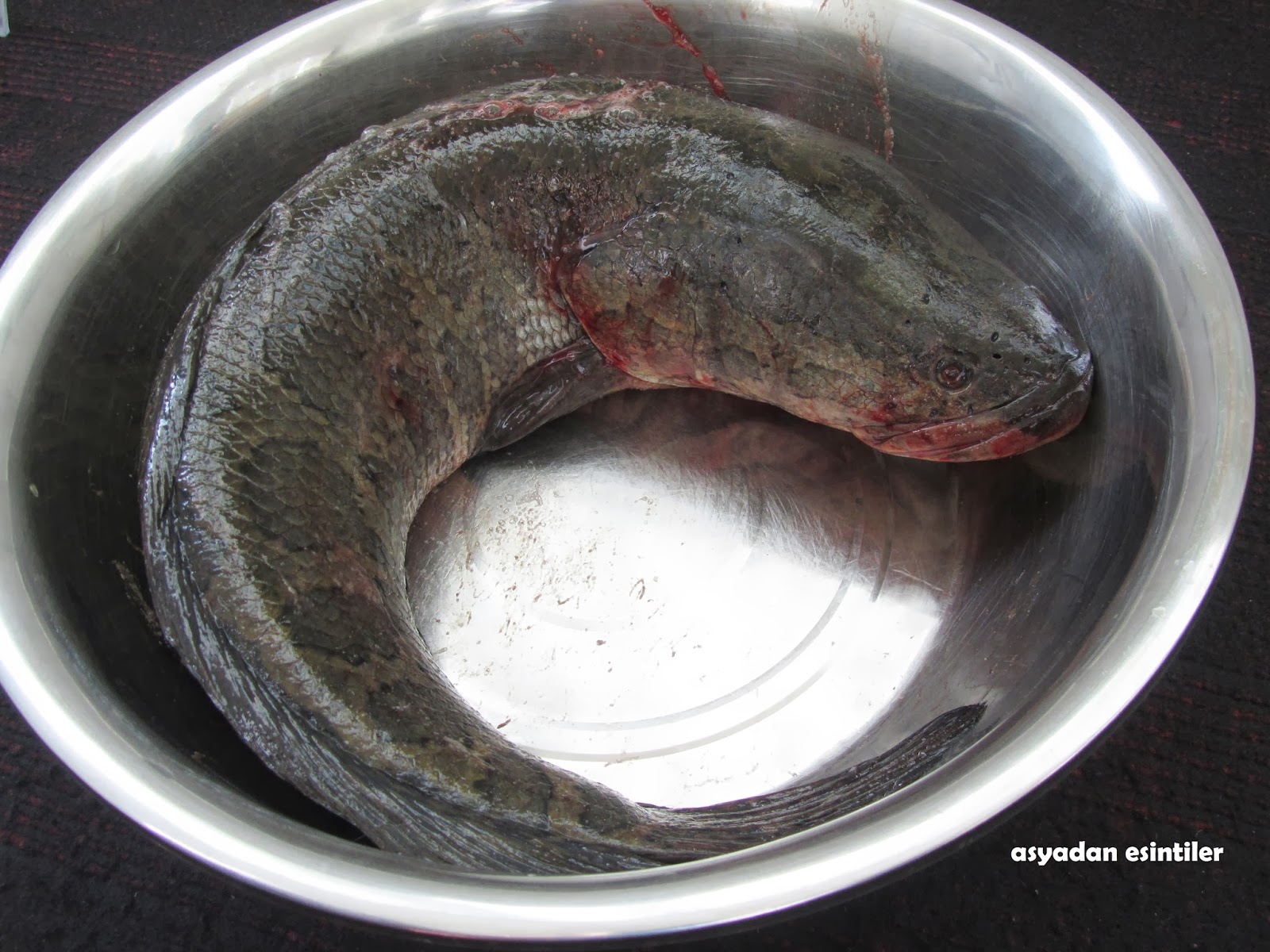 yilan baligi faydalari nelerdir