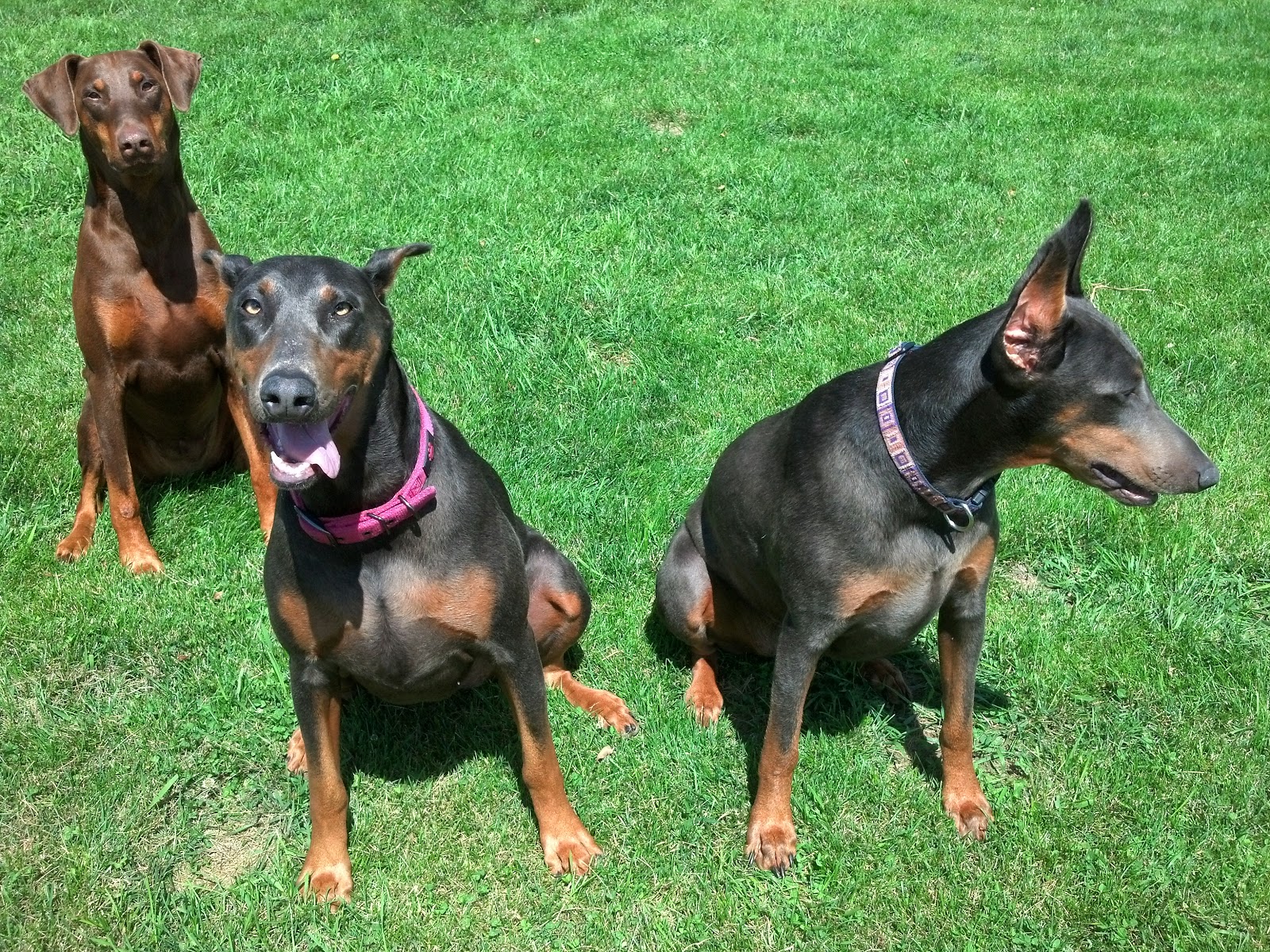 United Doberman Rescue and Canine Castaways of Minnesota Surrendering your Doberman