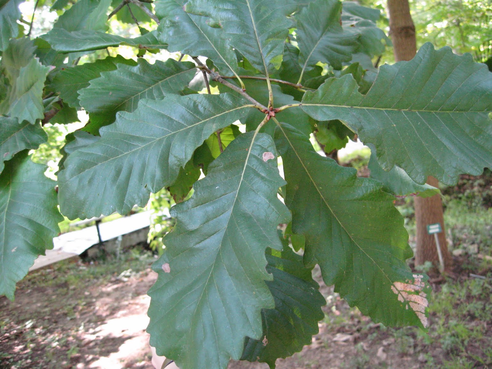 Centenary College Arboretum: Quercus michauxii
